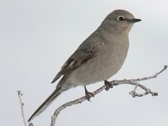 Townsend's Solitaire