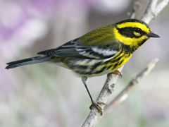 Townsend's Warbler