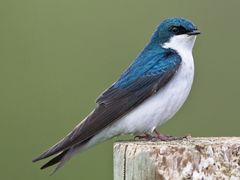 Tree Swallow
