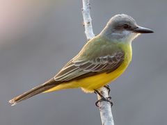 Tropical Kingbird