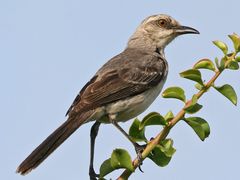 Tropical Mockingbird