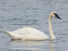 Trumpeter Swan
