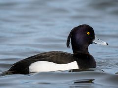 Tufted Duck