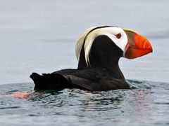 Tufted Puffin