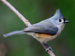 Tufted Titmouse