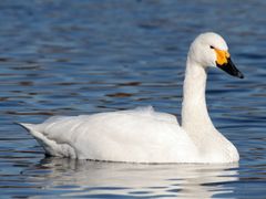 Tundra Swan