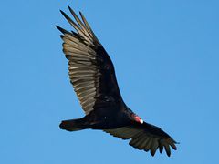Turkey Vulture