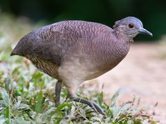 Undulated Tinamou