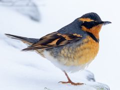 Varied Thrush