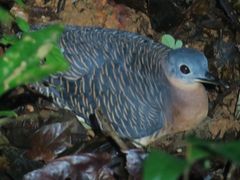 Variegated Tinamou