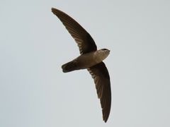 Vaux's Swift