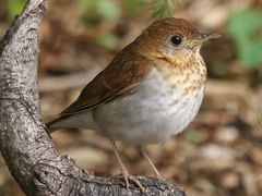 Veery