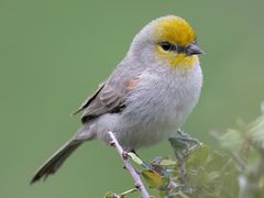 Verdin