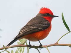 Vermilion Flycatcher
