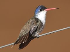 Violet-crowned Hummingbird