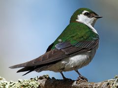 Violet-green Swallow