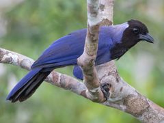 Violaceous Jay
