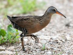 Virginia Rail