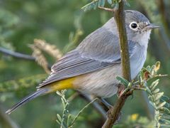 Virginia's Warbler