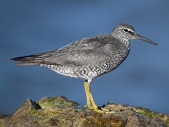 Wandering Tattler