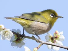 Warbling White-eye