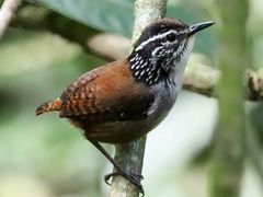 White-breasted Wood-Wren