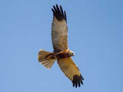 Western Marsh Harrier
