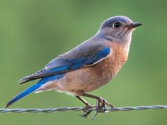 Western Bluebird