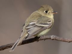Western Flycatcher