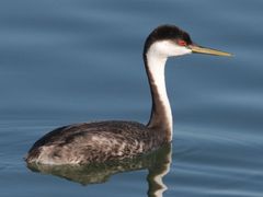 Western Grebe