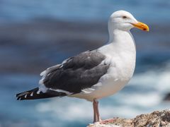 Western Gull