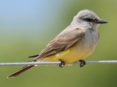 Western Kingbird