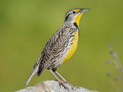 Western Meadowlark