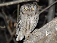 Western Screech-Owl