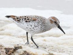 Western Sandpiper
