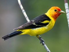 Western Tanager