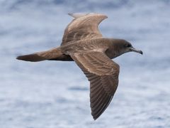 Wedge-tailed Shearwater