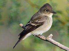 Western Wood-Pewee