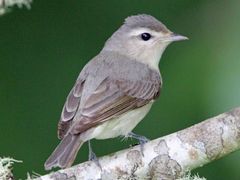 Western Warbling Vireo