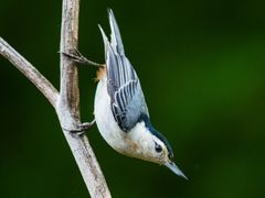 White-breasted Nuthatch