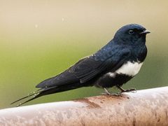 White-banded Swallow