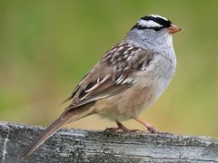 White-crowned Sparrow