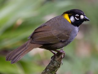 White-eared Ground-Sparrow