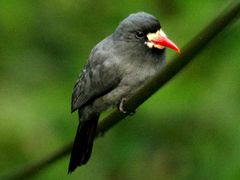 White-fronted Nunbird