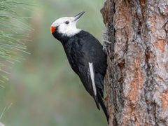 White-headed Woodpecker
