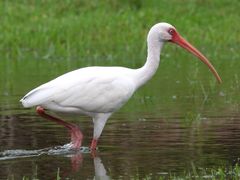 White Ibis