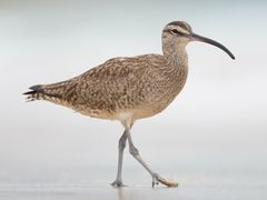 Hudsonian Whimbrel