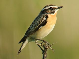 Paapje
