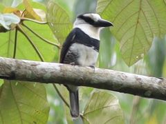 White-necked Puffbird