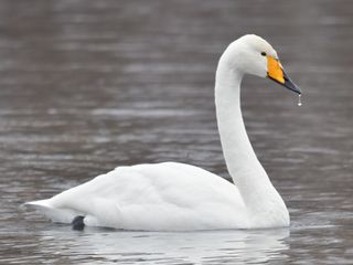 Wilde Zwaan